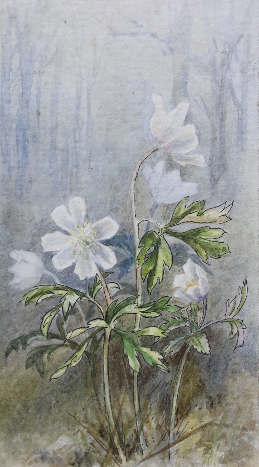 Helen Allingham (1848-1926), two watercolours, Study of a wood anemone and Study of a cuckoo flower, one signed in pencil, 15 x 14cm and 11 x 6cm